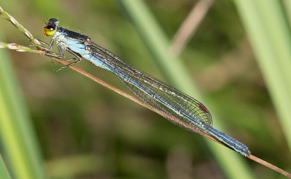 Pseudagrion caffrum male